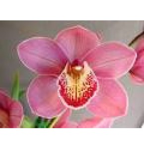 ΣΙΜΠΙΝΤΙΟΥΜ ΡΟΖ 80 εκ. CYMBIDIUM Tak ELLIOT ROGERS 80cm